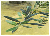 Extrait olive naturel de feuille de l'oleuropéine 20% pour la poudre de Brown de supplément diététique