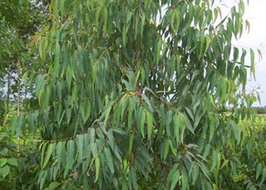 Anti no. naturel fongique 8000 de CAS d'huile de Globulus d'eucalyptus d'huiles essentielles 48 4